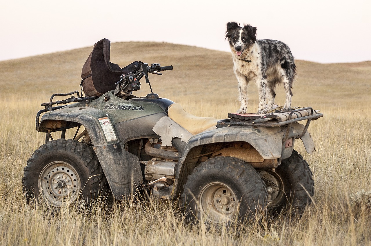 Klasik Jeep CJ-5 Kırlangıç Kanatlarının İzinde Serüven